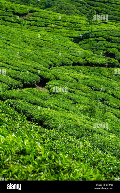 Beautiful fresh green tea plantation in Munnar, Kerala, India Stock Photo - Alamy