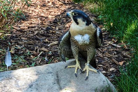 Bat Falcon stock photo. Image of falcon, feather, show - 102547704