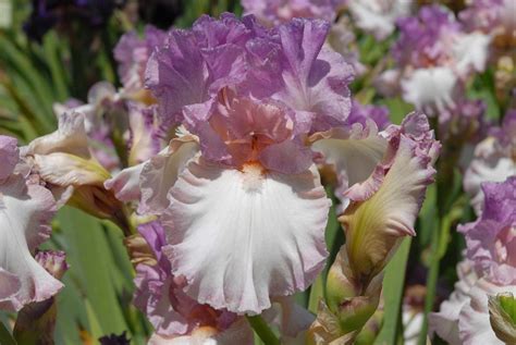 9 Top Types of Iris for the Flower Garden