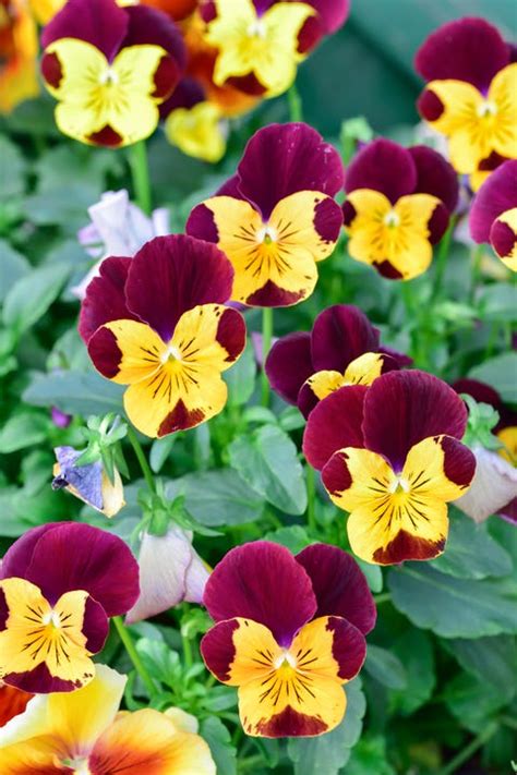 30 Best Fall Flowers to Plant in Your Autumn Garden 2022