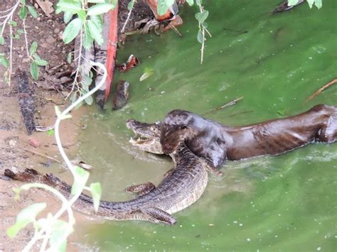 Giant Otter Vs Crocodile