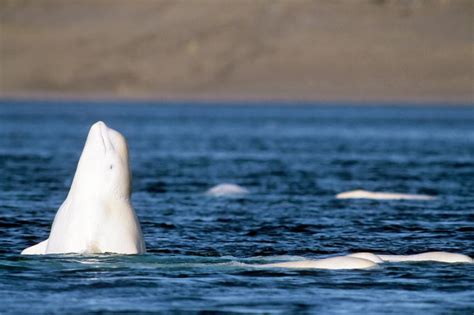 Parks Canada Shop Customers Support Conservation Projects