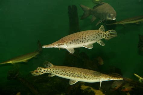 The Alligator Gar Fish