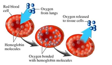 How to Oxygenate Your Blood