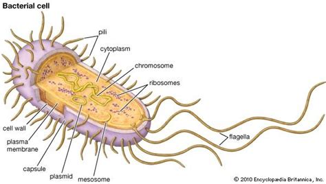 bacteria | Cell, Evolution, & Classification | Britannica.com