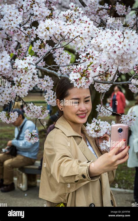 Tourists and sakura cherry blossoms in the Shinjuku Gyoen National Gardens in Tokyo, Japan, Asia ...