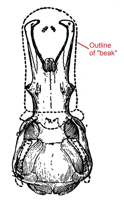 The Platypus, Part 1 – Heart of America Science Resource Center