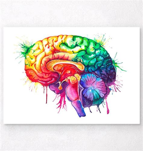 Watercolor brain anatomy art print - Codex Anatomicus