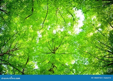 Tree Canopy Stock Photos - Image: 14669733