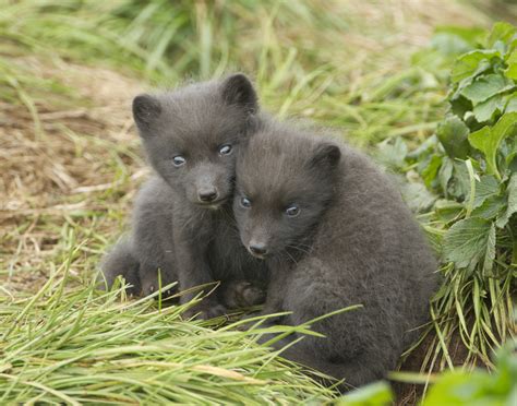 Alaska | Arctic fox cubs on St Paul Island. | Richard McManus | Flickr