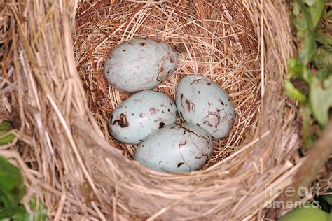 Red-winged Blackbird Nest Photograph by Ted Kinsman - Pixels