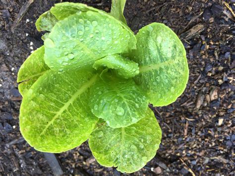 Organic Romaine Lettuce Seeds | Etsy