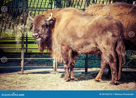 Herd of American Bison (Bison Bison) or Buffalo Stock Image - Image of ...