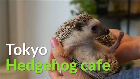 Hedgehog cafe in Tokyo sees spike in customers wanting to play with prickly mammals