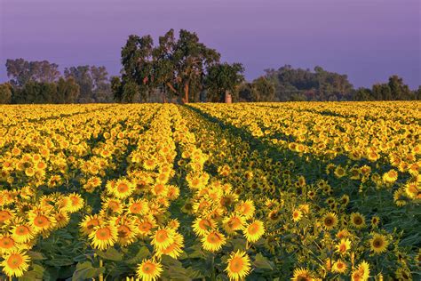 Sunflowers in a Row Photograph by Doug Holck - Fine Art America