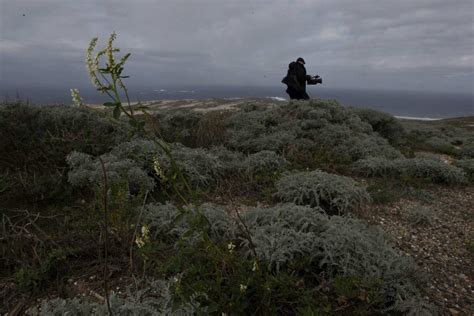 San Nicolas Island wildlife - Los Angeles Times