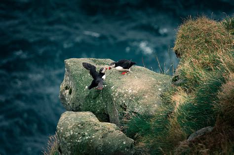 Puffin on cliff, Faroe Islands – License image – 71360787 Image ...