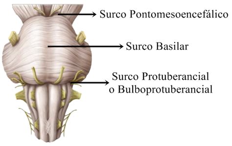 Protuberancia Anular ~ Biopsicosalud