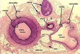 Image result for artery and vein histology | Arteries and veins ...