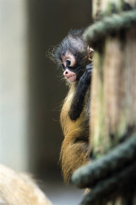 ZooBorns — Baby Spider Monkey: To Leap or Not to Leap Baby...