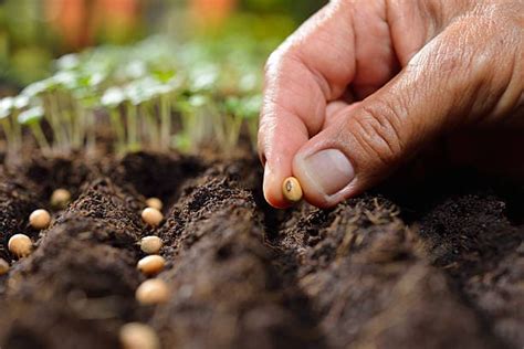 Importance of Organic Seeds for an Eco-Friendly Garden