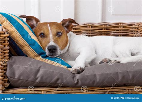 Cozy dog in bed stock photo. Image of bedroom, health - 72344782