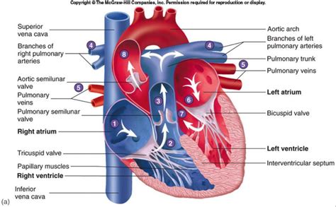 anatomy of human heart - Google Search | Heart valves anatomy, Circulatory system ...