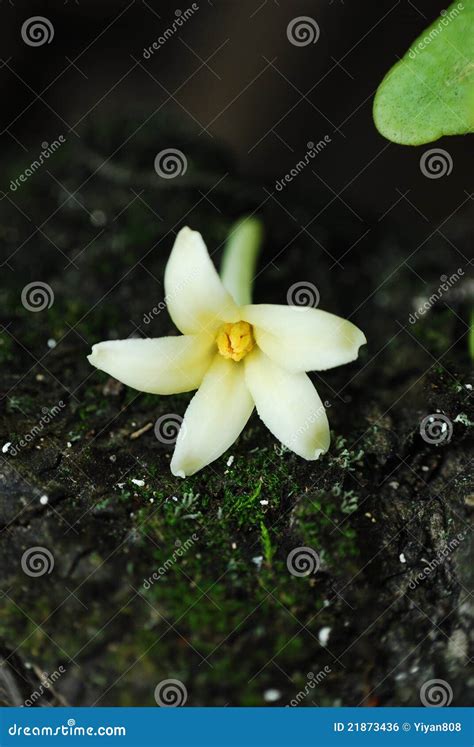 Flower of papaya tree stock photo. Image of papaya, sweet - 21873436