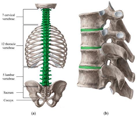 Cervical Spine Anatomy