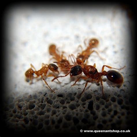 Myrmica rubra | Ants, Arthropods, Inside me