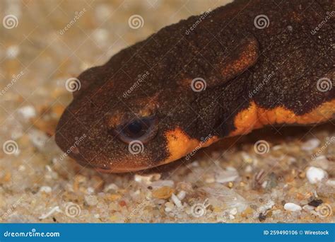 Closeup of a Beautiful Japanese Fire Bellied Newt Underwater in a Tank Stock Photo - Image of ...