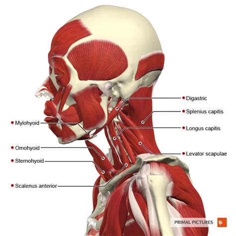 Infrahyoid Muscles - Physiopedia