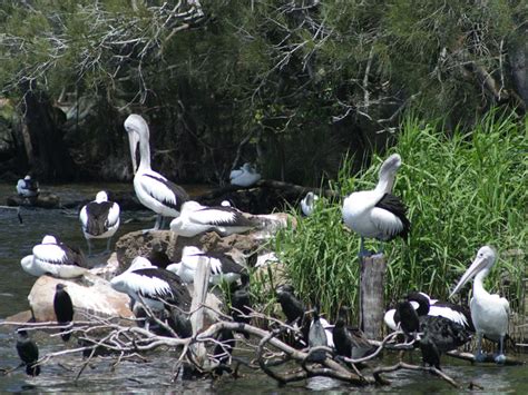 Myall Lakes, NSW - Aussie Towns