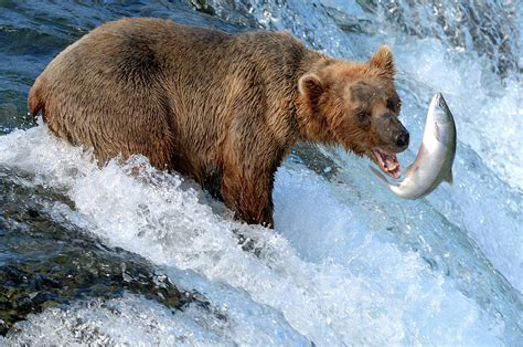 Alaska Brown Bear Catching Salmon Photograph by Mit4711 - Fine Art America