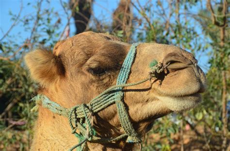 Images Gratuites : chameau, Afrique, dromadaire, Chameaux, vertébré, caravane, oasis ...