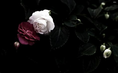 Black and White Rose Wallpaper (61+ images)