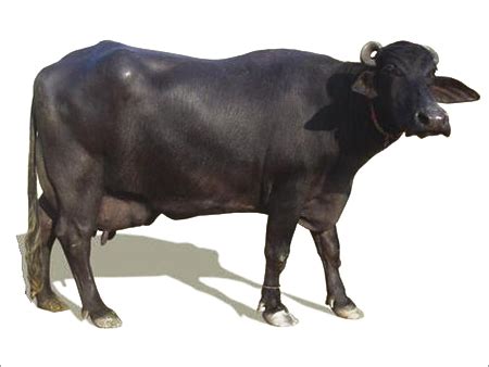 Murrah Buffalo Breed at Best Price in Ambala, Haryana | Shahi Feed