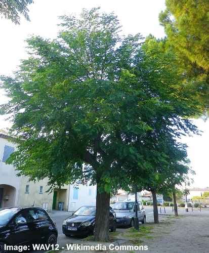 Chinaberry Tree (Melia Azedarach) : Leaves, Flowers, Bark, Fruit (Pictures) – Identification