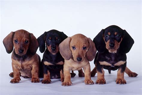 Dachshund Puppies Greeting Card for Sale by Carolyn McKeone and Photo ...