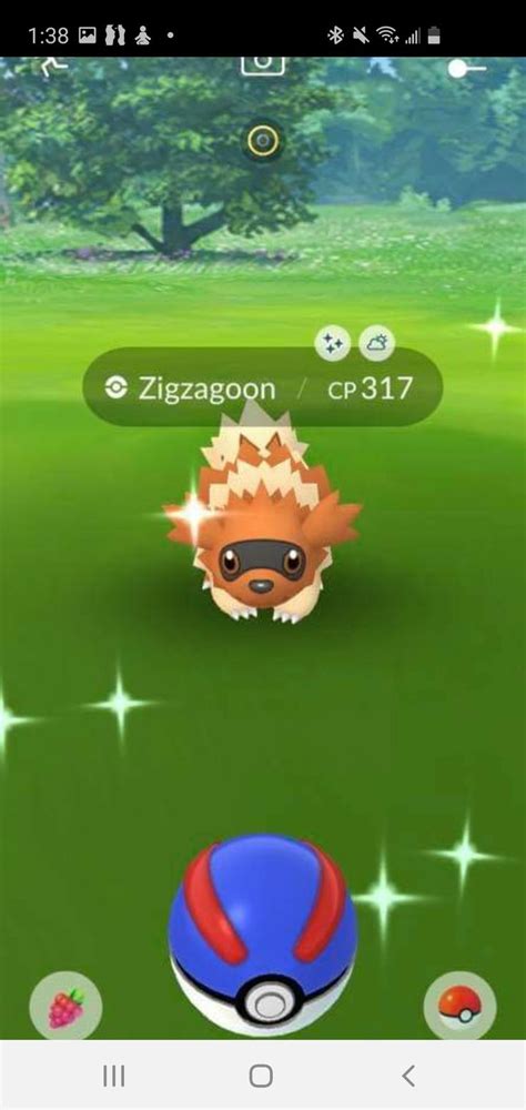 Shiny Zigzagoon | Shiny pokemon, Pokemon, Pokemon go