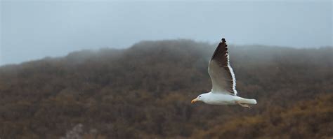 Free stock photo of bird, flying, seagull