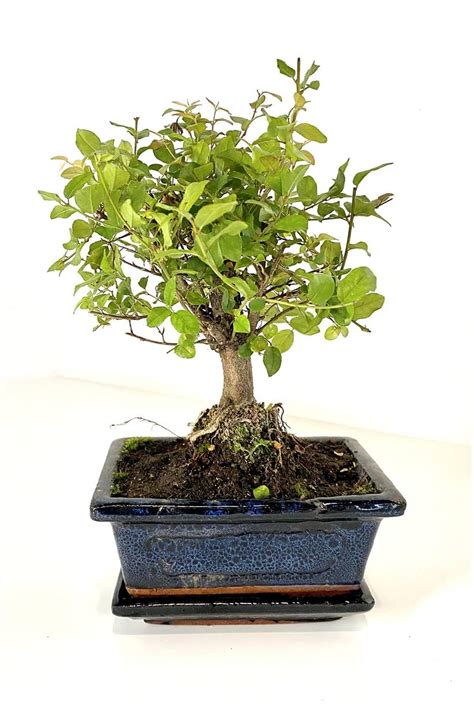 Chinese Sweet Plum Bonsai - indoor plant | Plantshop.me