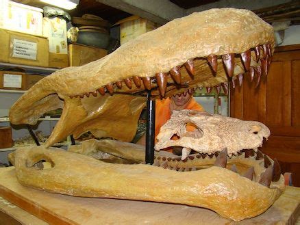 Purussaurus Extinct Animals, Prehistoric Animals, Reptiles And Amphibians, Mammals, Megafauna ...