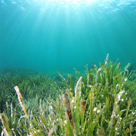 Why are Seagrass meadows underwater heroes? | Oceanwatch Australia