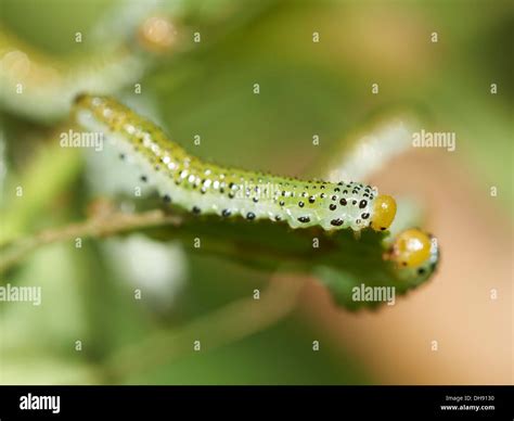 Rose Sawfly larvae Stock Photo - Alamy