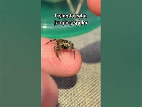 Trying to Pet a Jumping Spider #jumper #jumpingspider #spider #cuteanimals - YouTube