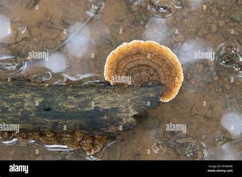 Amazon rainforest fungus hi-res stock photography and images - Alamy