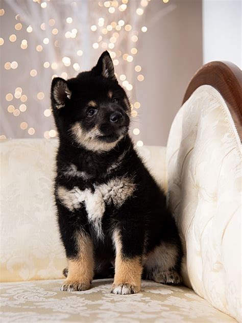 Shiba Inu For Sale | Shiba Inu Puppies | Shiba inu, Cute cats and dogs ...