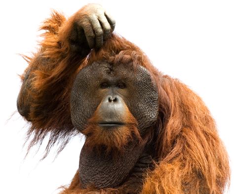 Orangutan PNG transparent image download, size: 662x548px