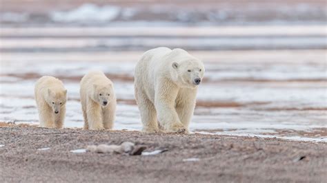 water, bears, Alaska, cubs, bear, polar bears, 2K HD Wallpaper